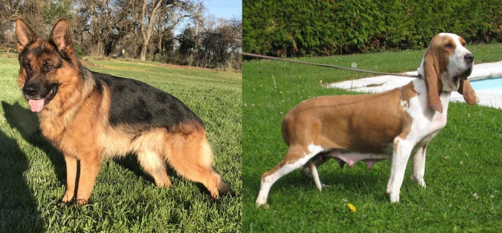 Sabueso Espanol vs German Shepherd - Breed Comparison