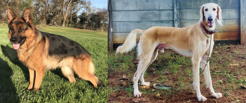 Saluki vs German Shepherd - Breed Comparison