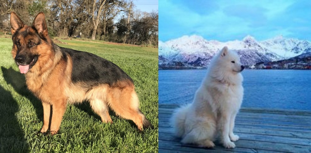 Samoyed vs German Shepherd - Breed Comparison