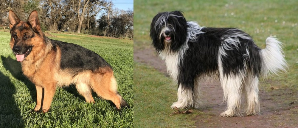 Schapendoes vs German Shepherd - Breed Comparison