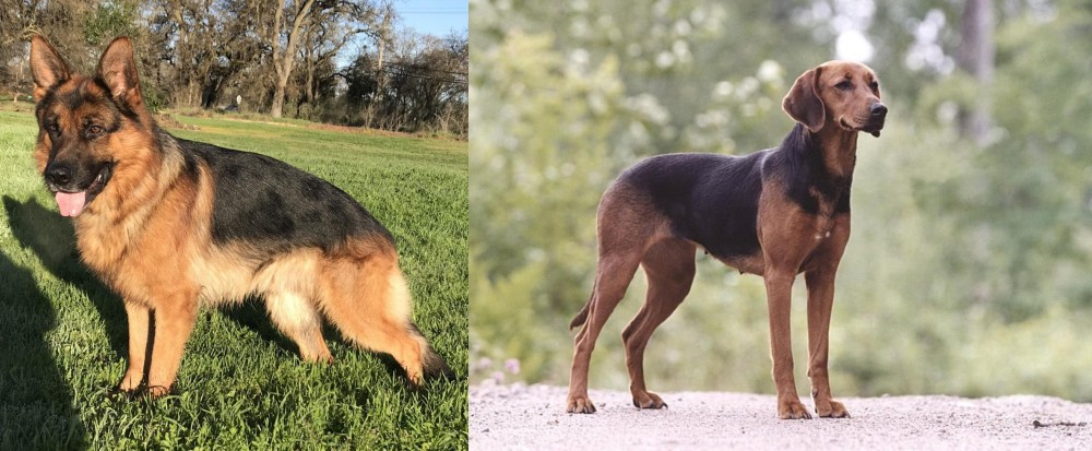 Schillerstovare vs German Shepherd - Breed Comparison