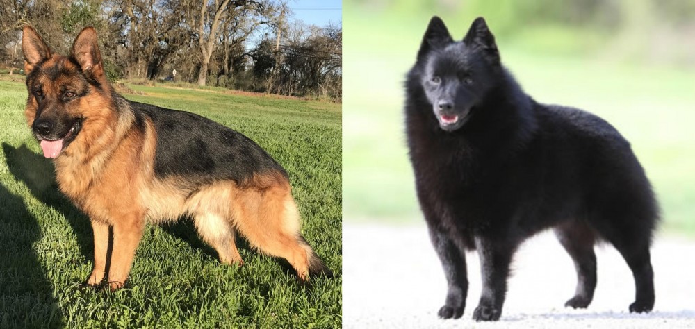 Schipperke vs German Shepherd - Breed Comparison