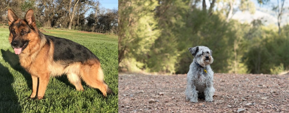 Schnoodle vs German Shepherd - Breed Comparison