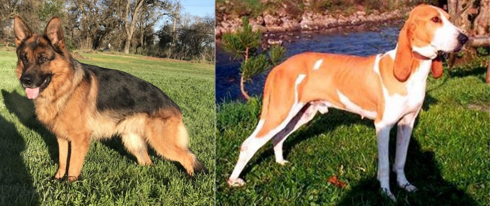 Schweizer Laufhund vs German Shepherd - Breed Comparison