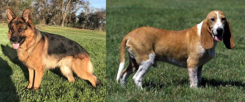 Schweizer Niederlaufhund vs German Shepherd - Breed Comparison