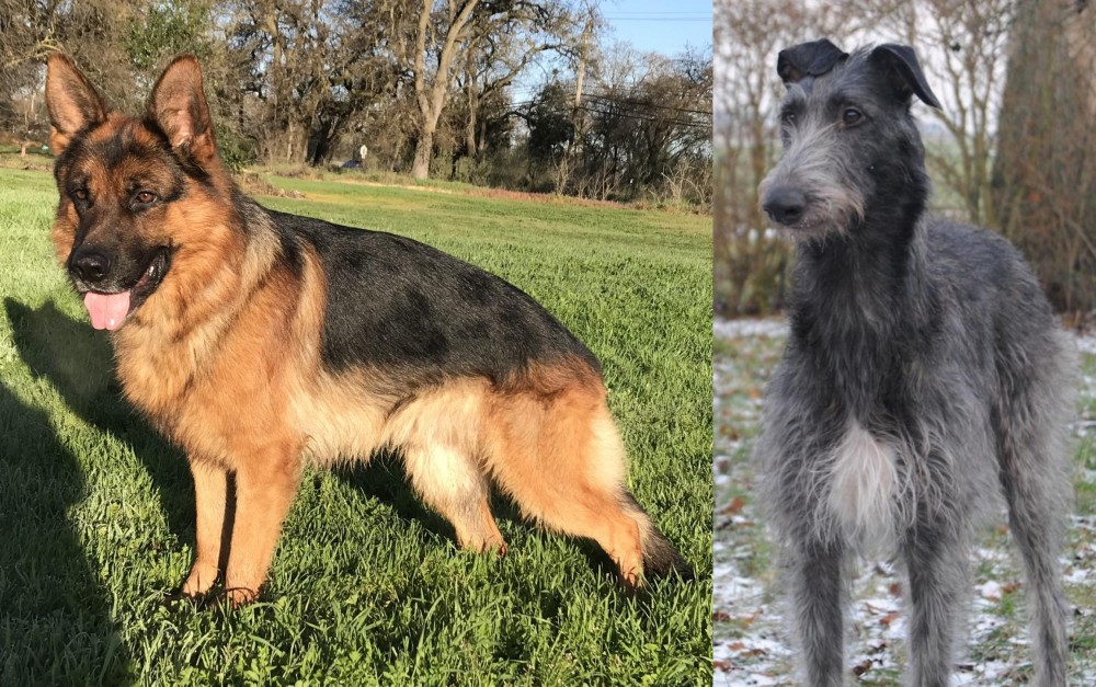 Scottish Deerhound vs German Shepherd - Breed Comparison