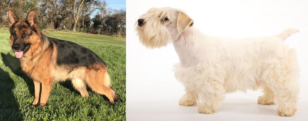 Sealyham Terrier vs German Shepherd - Breed Comparison