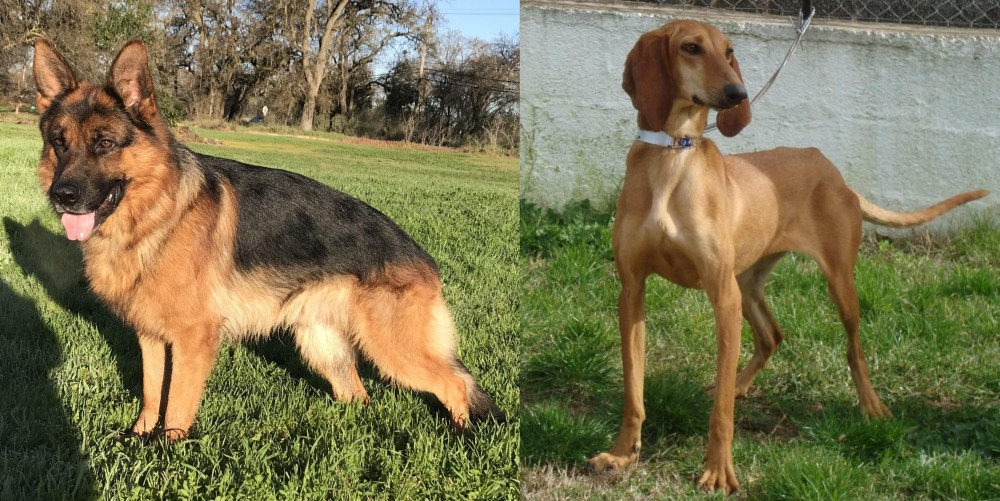 Segugio Italiano vs German Shepherd - Breed Comparison