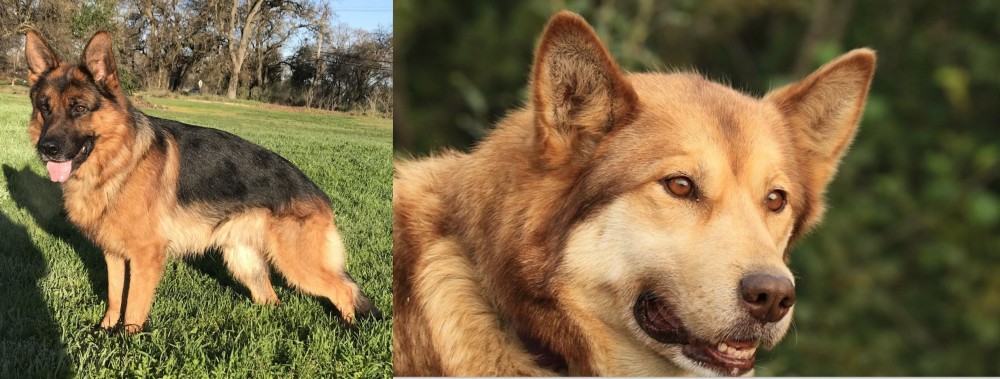 Seppala Siberian Sleddog vs German Shepherd - Breed Comparison