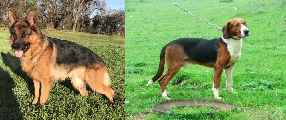 Serbian Tricolour Hound vs German Shepherd - Breed Comparison