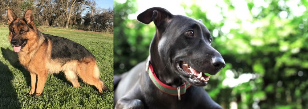 Shepard Labrador vs German Shepherd - Breed Comparison