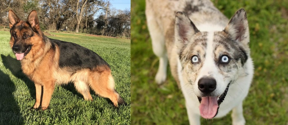 Shepherd Husky vs German Shepherd - Breed Comparison
