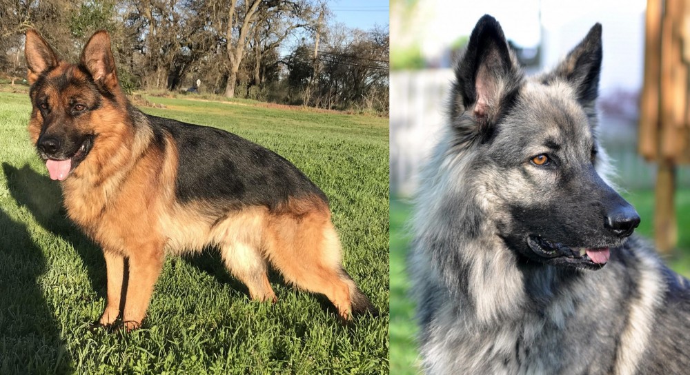 Shiloh Shepherd vs German Shepherd - Breed Comparison