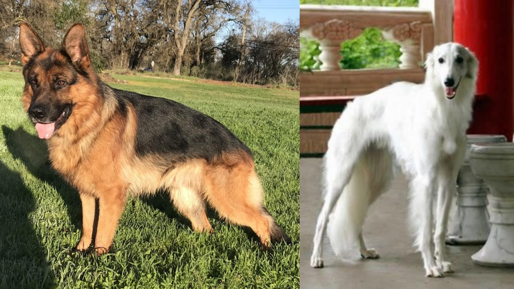 Silken Windhound vs German Shepherd - Breed Comparison