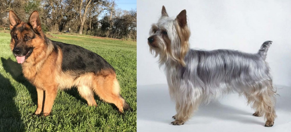 Silky Terrier vs German Shepherd - Breed Comparison