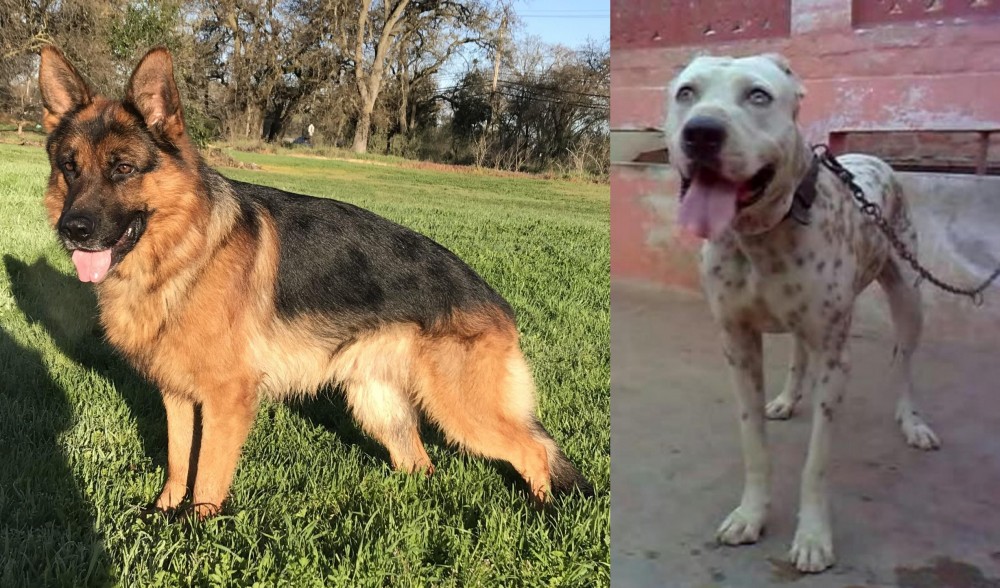 Sindh Mastiff vs German Shepherd - Breed Comparison