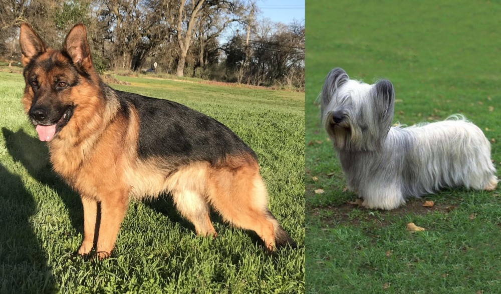 Skye Terrier vs German Shepherd - Breed Comparison