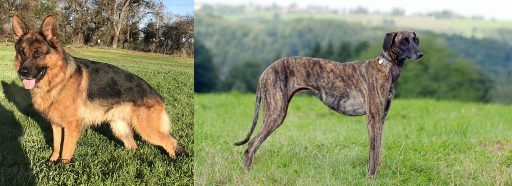 Sloughi vs German Shepherd - Breed Comparison