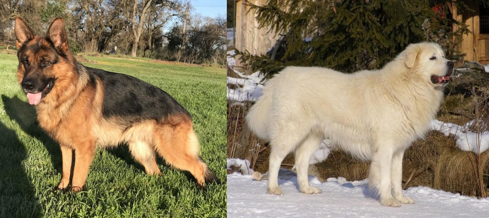 Slovak Cuvac vs German Shepherd - Breed Comparison
