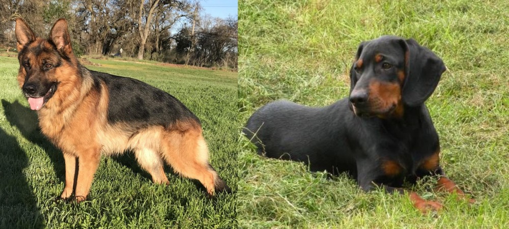 Slovakian Hound vs German Shepherd - Breed Comparison