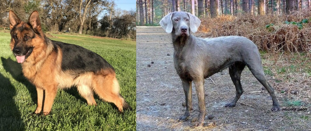 Slovensky Hrubosrsty Stavac vs German Shepherd - Breed Comparison