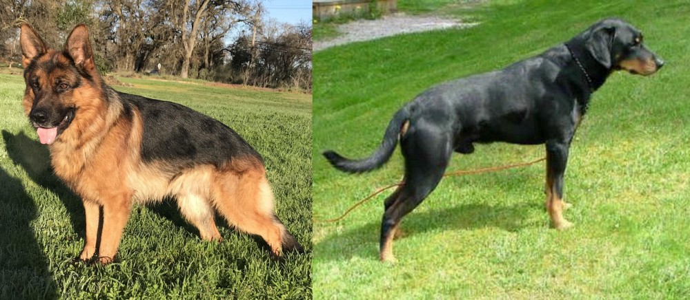 Smalandsstovare vs German Shepherd - Breed Comparison