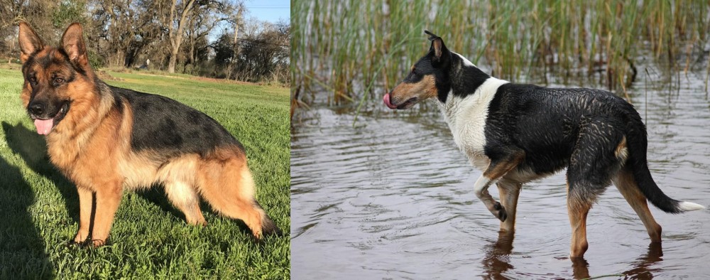 Smooth Collie vs German Shepherd - Breed Comparison