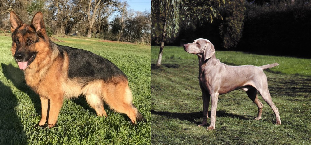 Smooth Haired Weimaraner vs German Shepherd - Breed Comparison