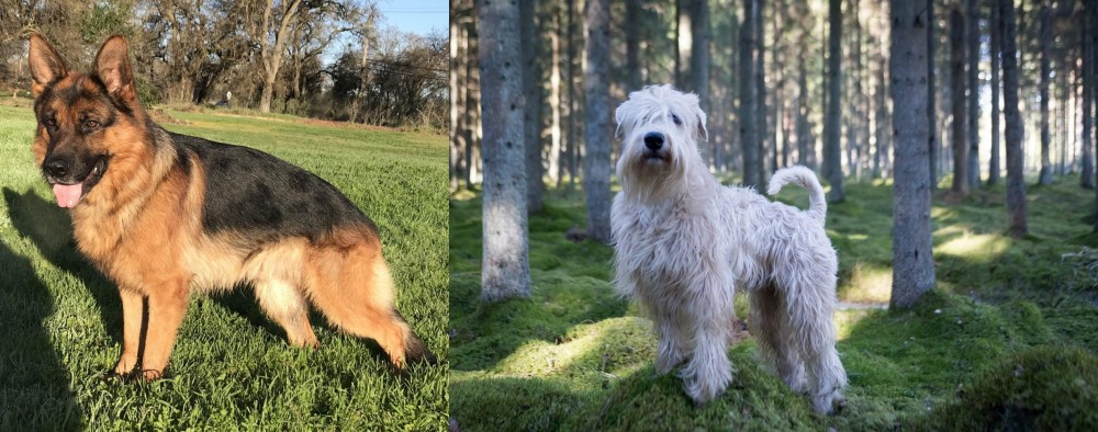 Soft-Coated Wheaten Terrier vs German Shepherd - Breed Comparison