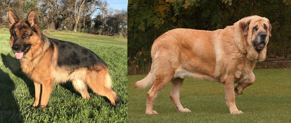 Spanish Mastiff vs German Shepherd - Breed Comparison