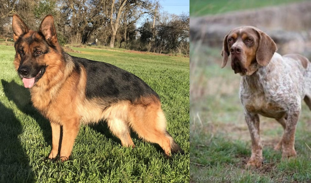 Spanish Pointer vs German Shepherd - Breed Comparison