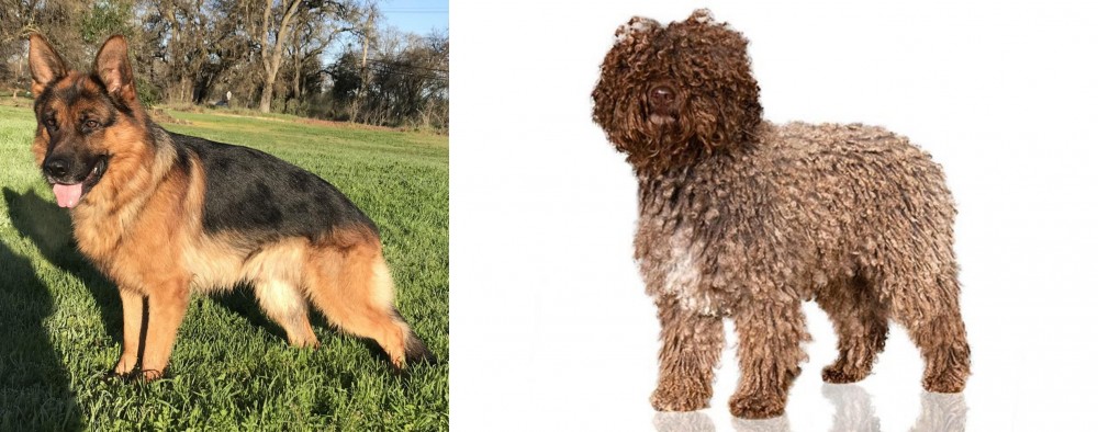 Spanish Water Dog vs German Shepherd - Breed Comparison