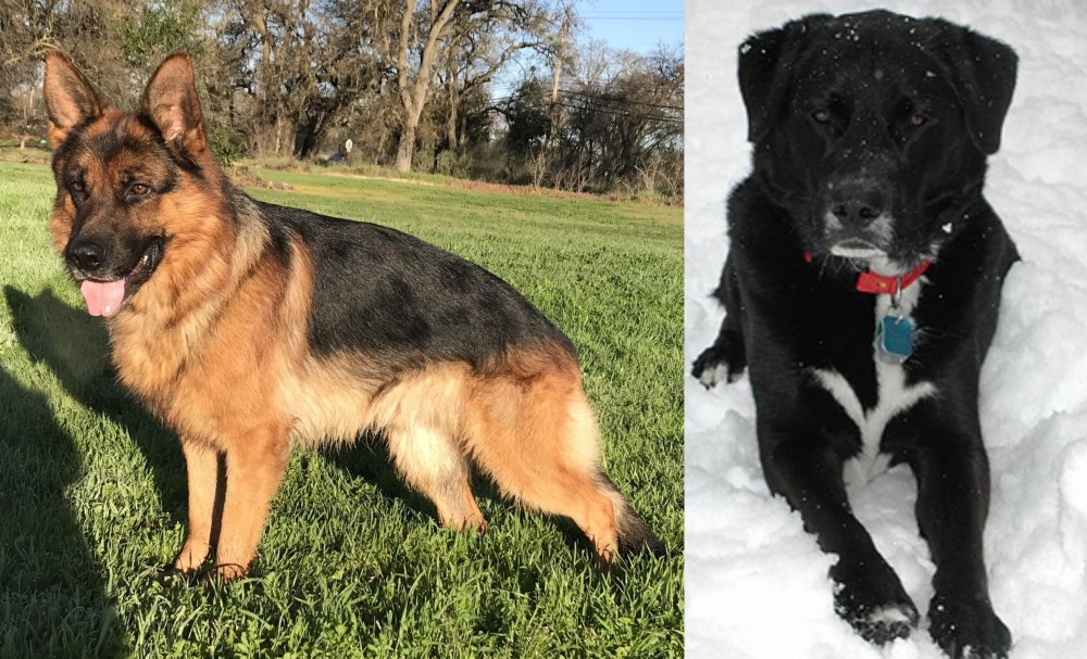 St. John's Water Dog vs German Shepherd - Breed Comparison