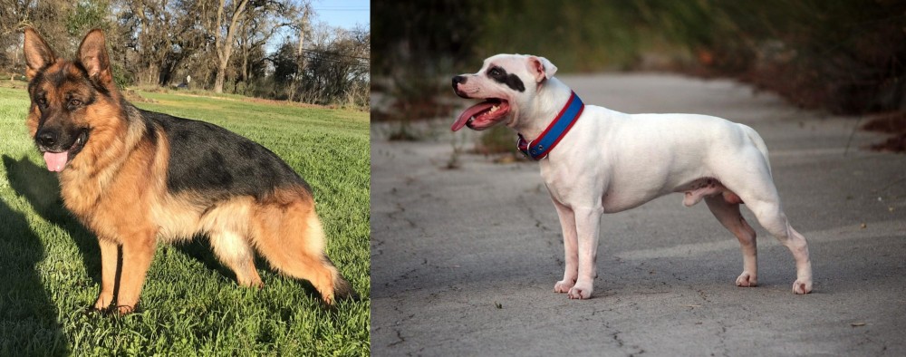 Staffordshire Bull Terrier vs German Shepherd - Breed Comparison