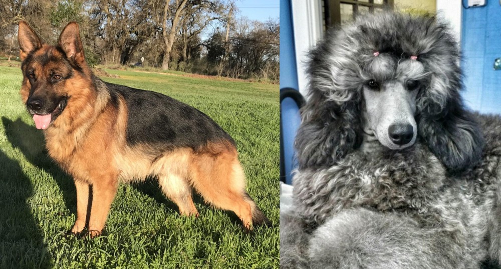 Standard Poodle vs German Shepherd - Breed Comparison