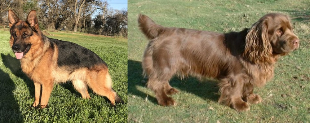 Sussex Spaniel vs German Shepherd - Breed Comparison