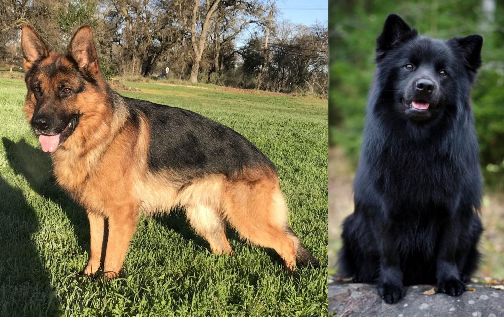 Swedish Lapphund vs German Shepherd - Breed Comparison