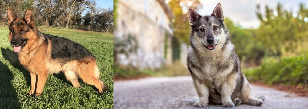 Swedish Vallhund vs German Shepherd - Breed Comparison