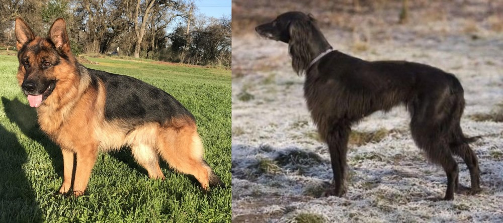 Taigan vs German Shepherd - Breed Comparison