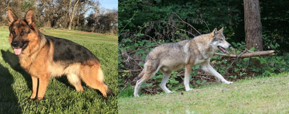 Tamaskan vs German Shepherd - Breed Comparison