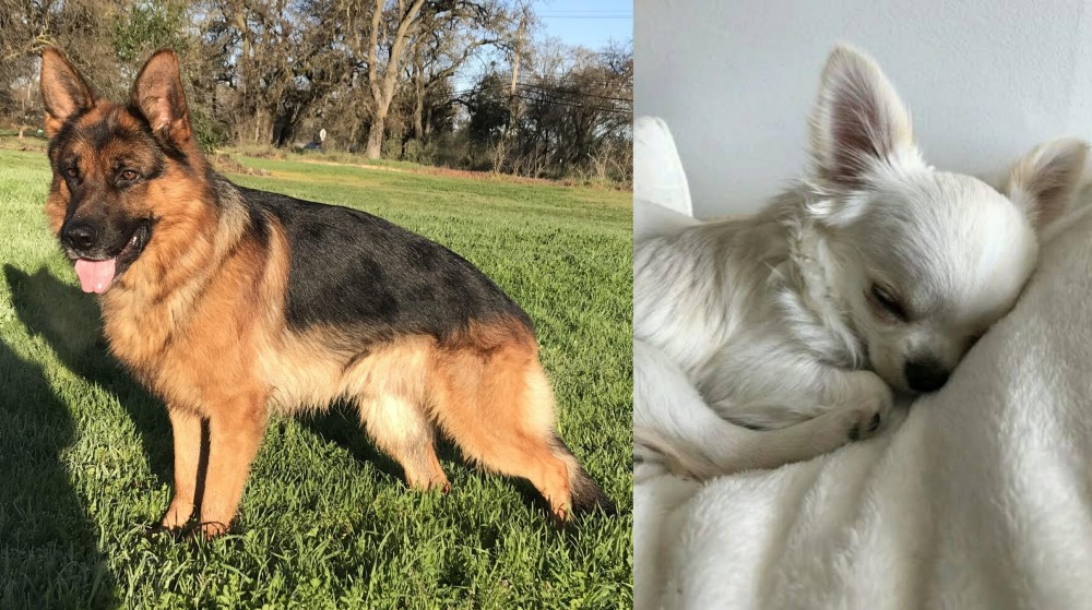 Tea Cup Chihuahua vs German Shepherd - Breed Comparison