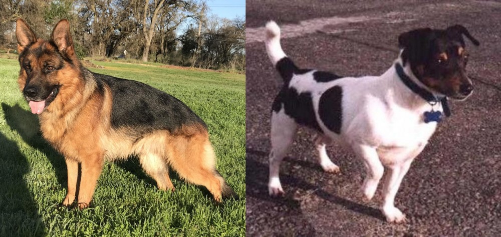 Teddy Roosevelt Terrier vs German Shepherd - Breed Comparison