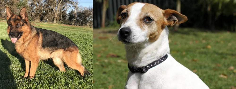 Tenterfield Terrier vs German Shepherd - Breed Comparison