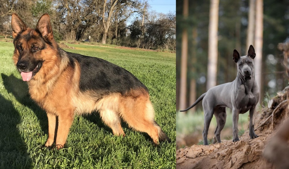 Thai Ridgeback vs German Shepherd - Breed Comparison