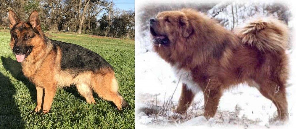 Tibetan Kyi Apso vs German Shepherd - Breed Comparison