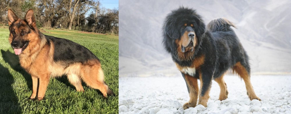 Tibetan Mastiff vs German Shepherd - Breed Comparison