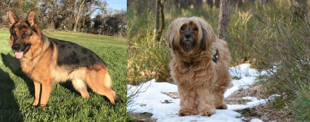 Tibetan Terrier vs German Shepherd - Breed Comparison