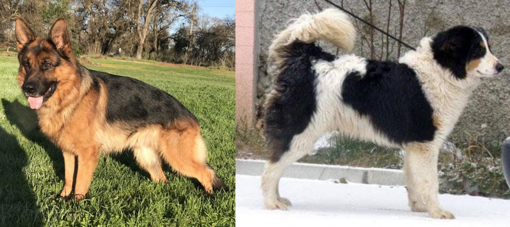 Tornjak vs German Shepherd - Breed Comparison
