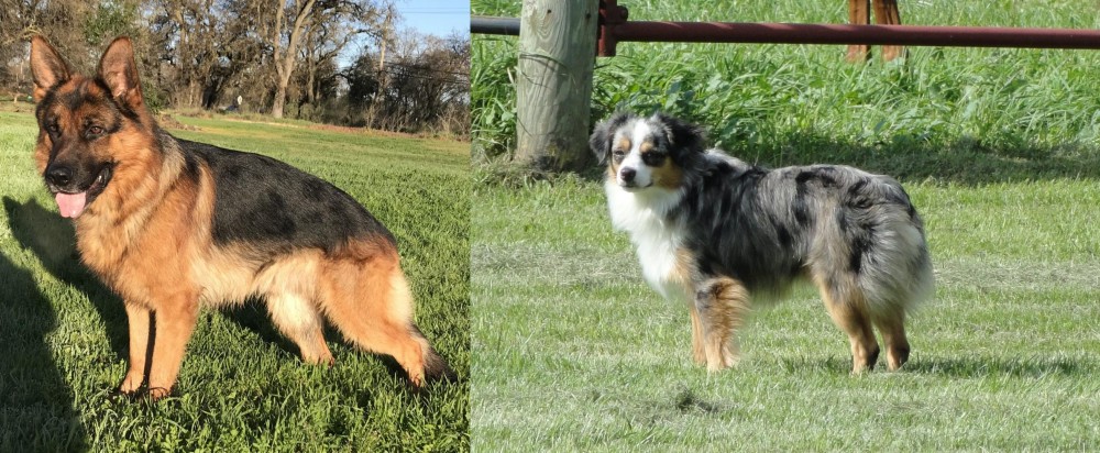 Toy Australian Shepherd vs German Shepherd - Breed Comparison