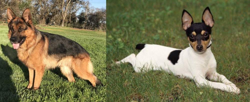 Toy Fox Terrier vs German Shepherd - Breed Comparison